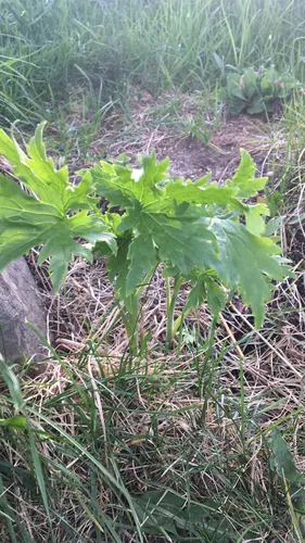 Yellow-flowered Monkshood