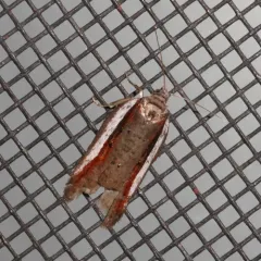 Acleris celiana thumbnail 2