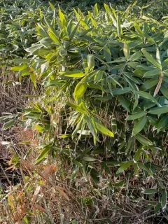 Broad-leaved Bamboo thumbnail 4