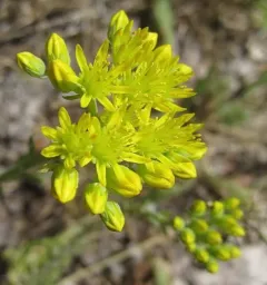 Petrosedum orientale thumbnail 4