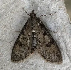 Palpita aenescentalis thumbnail 1