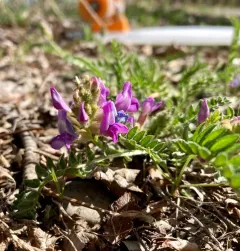 boreal locoweed thumbnail 1