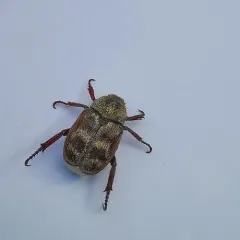 Three-lined Hoplia thumbnail 1