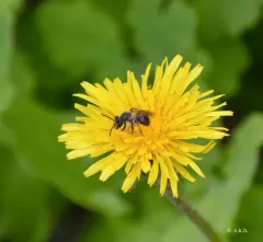 Brown-fovea Miner thumbnail 2