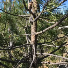 knobcone pine thumbnail 2