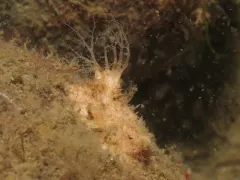 Pale Creeping Pedal Sea Cucumber thumbnail 4