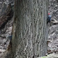 Hairy Woodpecker thumbnail 4