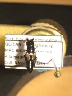 Oxyporus kiteleyi thumbnail 2