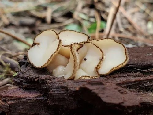 Chaetothiersia vernalis