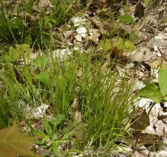 Peck's sedge thumbnail 3
