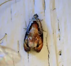 Broken-lined Zomaria Moth thumbnail 2