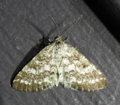 Pine Powder Moth thumbnail 2