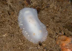 White Atlantic Cadlina thumbnail 3