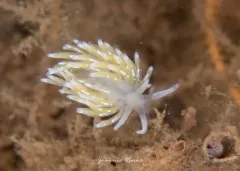 Tenellia pustulata thumbnail 3