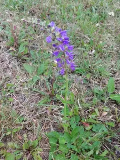 Meadow Sage thumbnail 2