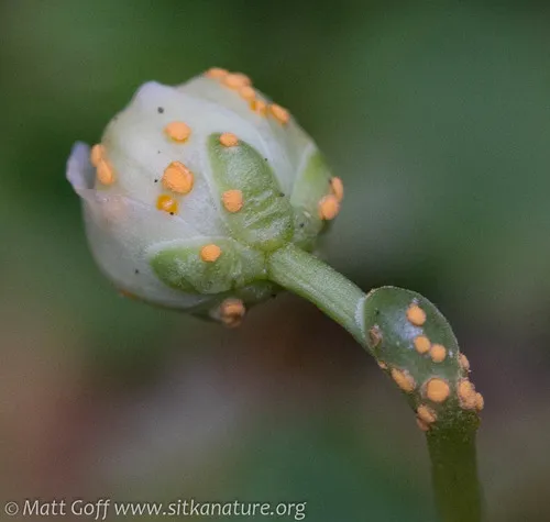 Rossmanomyces monesis