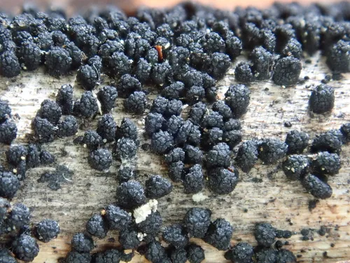 Wood Mulberry