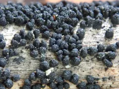 Wood Mulberry thumbnail 1
