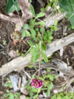 Notchleaf Clover thumbnail 2