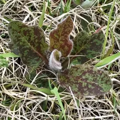 common hawkweed thumbnail 4