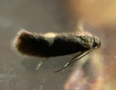 Perittia herrichiella thumbnail 2