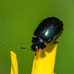 Willow Leaf Beetle thumbnail 3