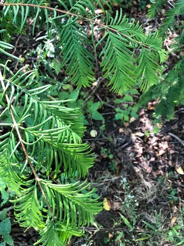 dawn redwood