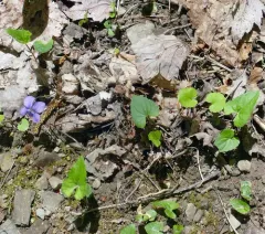 Le Conte's Violet thumbnail 3