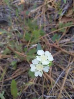 Carrotleaf Horkelia thumbnail 2