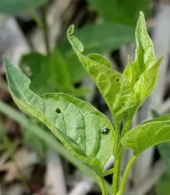 Potato Flea Beetle thumbnail 1
