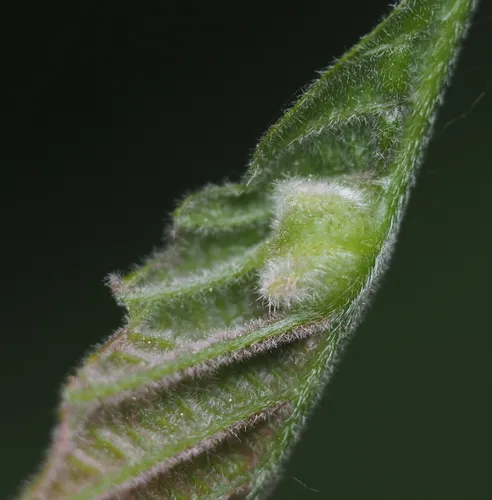 Macrodiplosis niveipila