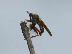 Empis spectabilis thumbnail 2