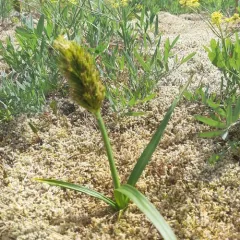 big-head sedge thumbnail 1
