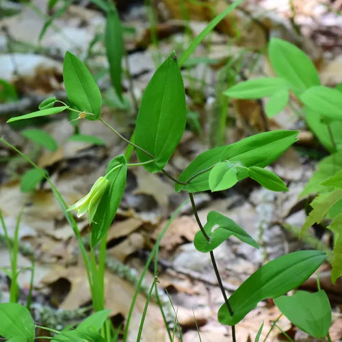 perfoliate bellwort