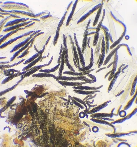 Sporormiella vexans
