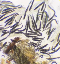 Sporormiella vexans thumbnail 1