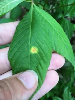 Puccinia andropogonis thumbnail 1