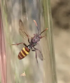Yellow-banded Nomad thumbnail 4