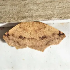 Variable Antepione Moth thumbnail 4