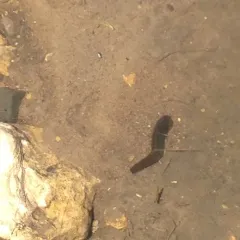 Smooth Turtle Leech thumbnail 2