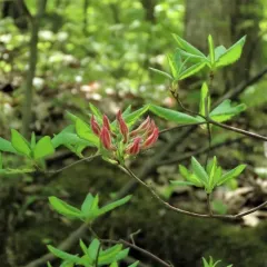Pinxter Flower thumbnail 3