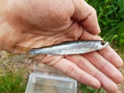 Silver Shiner