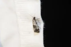 Black-tipped Rudenia Moth thumbnail 4