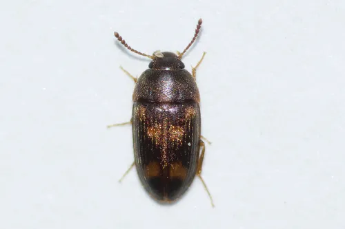 Litargus sexpunctatus
