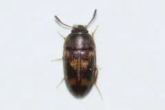 Litargus sexpunctatus thumbnail 1