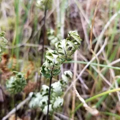 goldback fern thumbnail 2