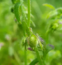 great basin nemophila thumbnail 3