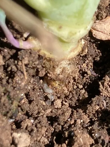 Cabbage Root Fly