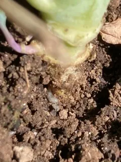 Cabbage Root Fly thumbnail 1