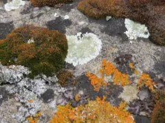 Lecanora valesiaca thumbnail 2